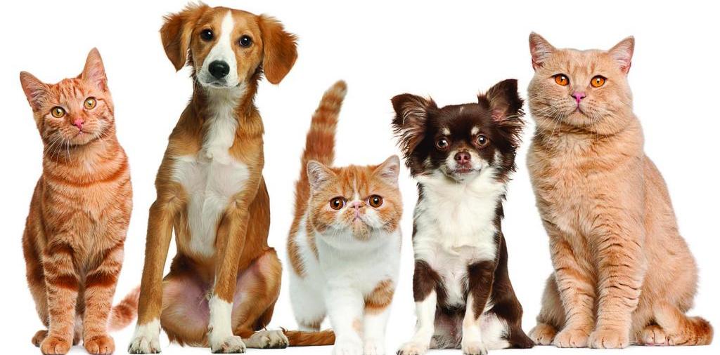 Доска объявлений о животных | ЗооТом - продажа, вязка и услуги для животных в Шарье