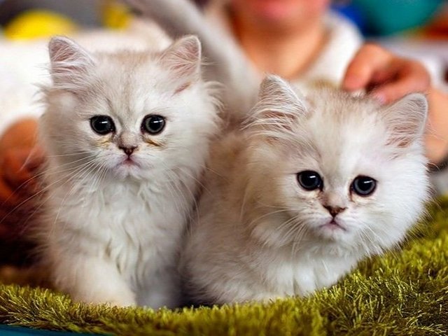 Породы кошек в Шарье | ЗооТом портал о животных