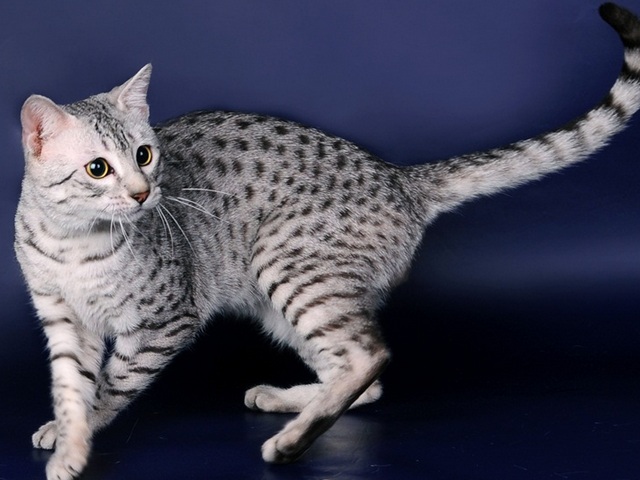 Породы кошек в Шарье | ЗооТом портал о животных