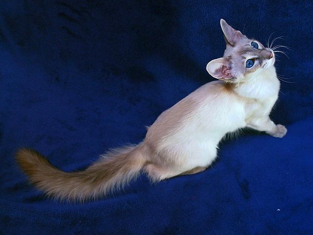 Выведенные породы кошек в Шарье | ЗооТом портал о животных