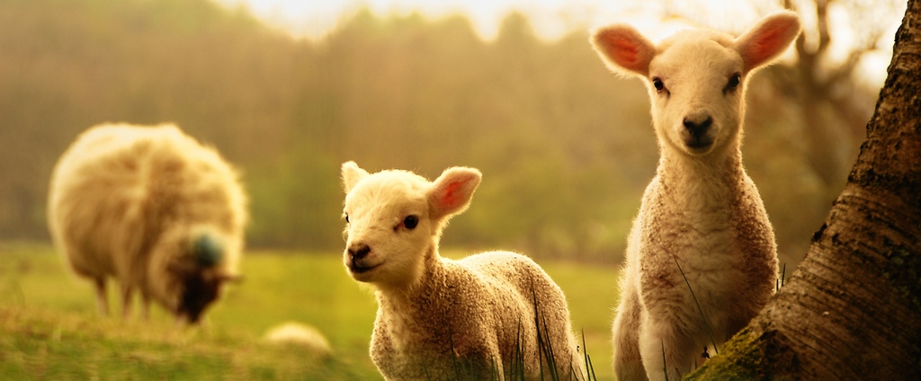 Объявления о сельскохозяйственных животных | ЗооТом - продажа, вязка и услуги для животных в Шарье