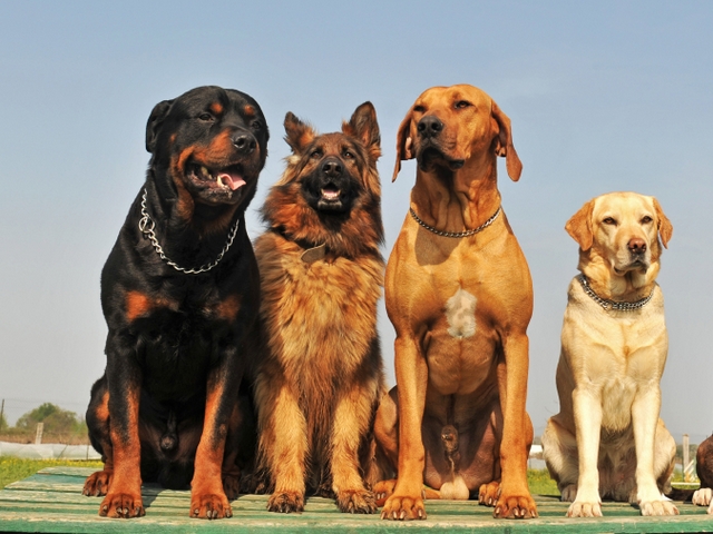 Крупные породы собак в Шарье | ЗооТом портал о животных