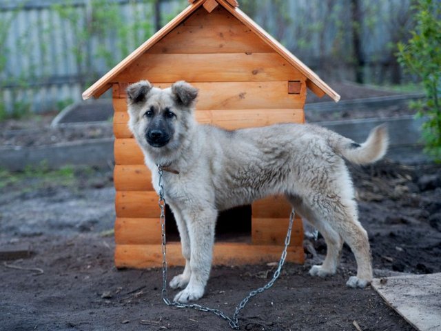 Все о собаках в Шарье